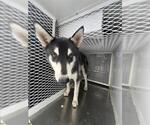 Small Siberian Husky