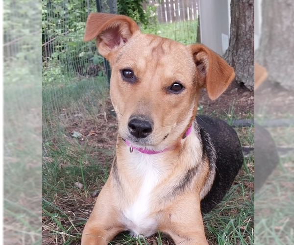 Medium Photo #35 Beagle-Unknown Mix Puppy For Sale in Aurora, IN, USA