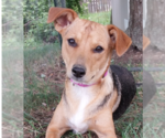 Small #34 Beagle Mix