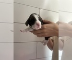Small #1 English Springer Spaniel