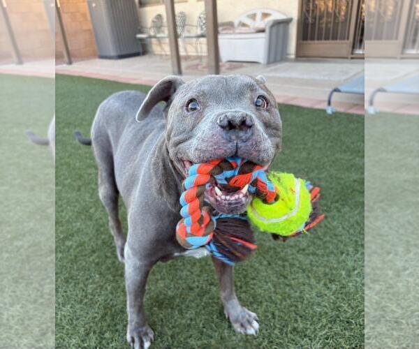 Medium Photo #4 American Bulldog Puppy For Sale in Chandler, AZ, USA
