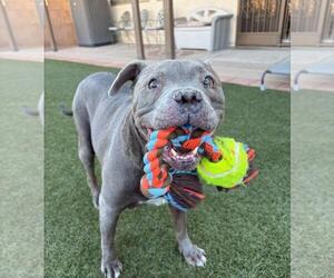 STITCH #3 - Male American Bulldog Dog for Adoption - Photo #4