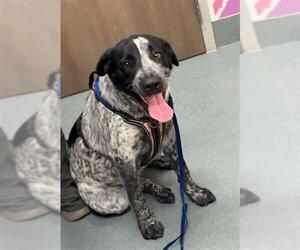 Labrador Retriever-Unknown Mix Dogs for adoption in Baytown, TX, USA