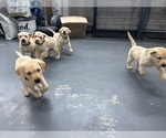 Small Photo #11 Labrador Retriever Puppy For Sale in MIAMI, FL, USA