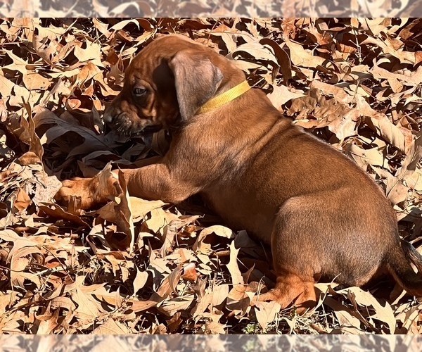 Medium Photo #4 Rhodesian Ridgeback Puppy For Sale in SCRANTON, AR, USA