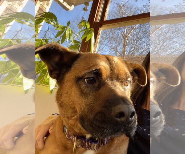 Medium Photo #5 Black Mouth Cur-Labrador Retriever Mix Puppy For Sale in Decatur, GA, USA