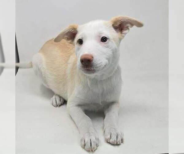 Medium Photo #2 Basenji-Labrador Retriever Mix Puppy For Sale in Brewster, NY, USA