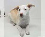 Small #1 Basenji-Labrador Retriever Mix