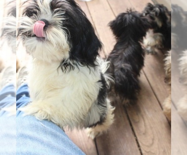 Medium Photo #1 Shih Tzu Puppy For Sale in THAYER, KS, USA