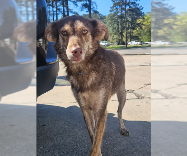 Medium Photo #1 Australian Kelpie-Unknown Mix Puppy For Sale in Wakefield, RI, USA