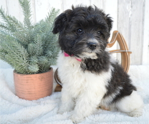 Pom-A-Poo Puppy for sale in HONEY BROOK, PA, USA