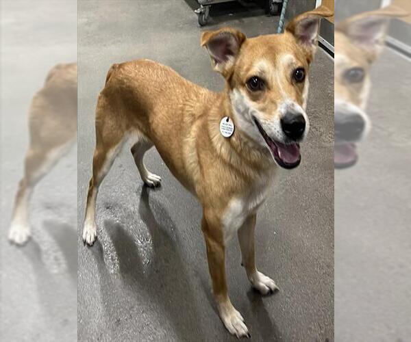 Medium Photo #2 German Shepherd Dog-Unknown Mix Puppy For Sale in Forestville, MD, USA