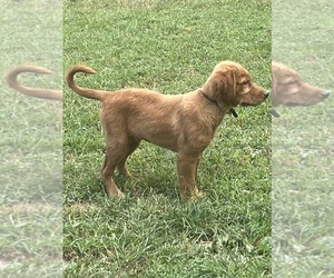 Golden Retriever Puppy for sale in BARNHART, MO, USA