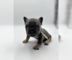 Puppy Puppy 5 French Bulldog