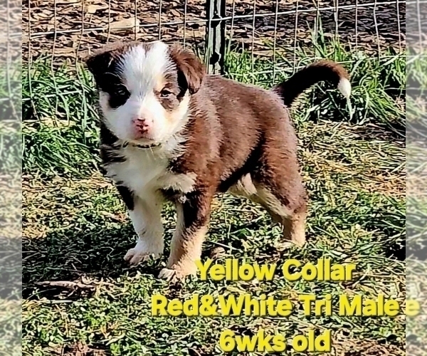 Medium Photo #13 Border Collie Puppy For Sale in BYBEE, TN, USA