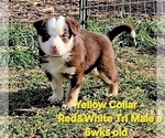 Small #12 Border Collie