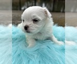 Small #4 Morkie