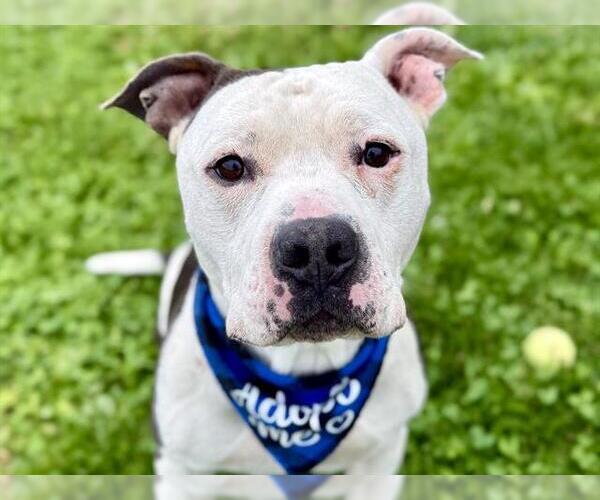 Medium Photo #1 American Pit Bull Terrier Puppy For Sale in Pueblo, CO, USA