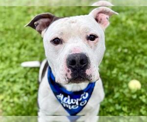 American Pit Bull Terrier Dogs for adoption in Pueblo, CO, USA