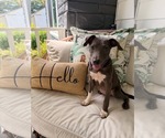 Small Mutt