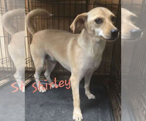 Mutt Dogs for adoption in Jackson, MS, USA