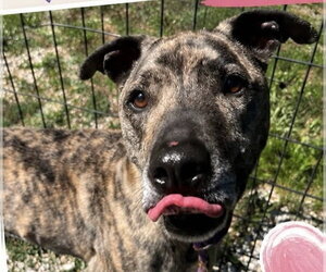 Catahoula Leopard Dog-Unknown Mix Dogs for adoption in Jackson , NJ, USA