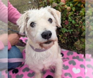 Maltese Mix Dog for Adoption in Chico, California USA