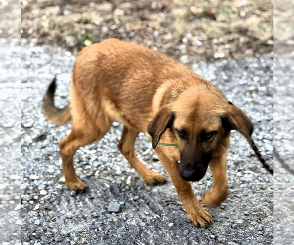 Medium Photo #3 Mutt Puppy For Sale in Hinton, WV, USA