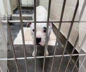 Bulloxer Dogs for adoption in Upland, CA, USA