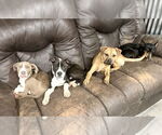 Small #14 Beagle-Pointer Mix