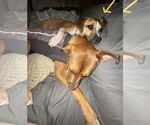 Small #19 American Pit Bull Terrier Mix