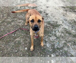 Black Mouth Cur-Unknown Mix Dogs for adoption in Ocala, FL, USA