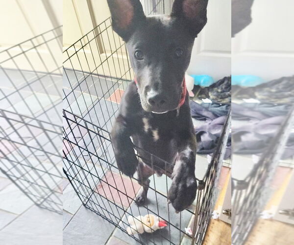 Medium Photo #7 Labrador Retriever-Unknown Mix Puppy For Sale in Brewster, NY, USA