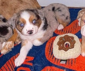 Miniature American Shepherd Puppy for sale in MAGNOLIA, TX, USA