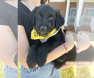 Australian Retriever Puppy for sale in FORT VALLEY, GA, USA