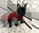 Small #5 French Bulldog