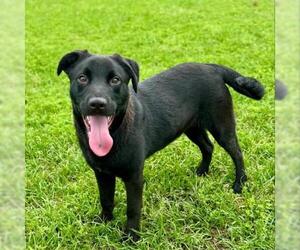Labrador Retriever Dogs for adoption in Conroe, TX, USA
