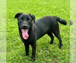 Small Labrador Retriever