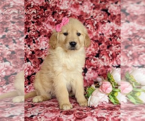 Golden Retriever Puppy for sale in HOLTWOOD, PA, USA