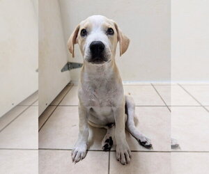 Labrador Retriever Dogs for adoption in Green Forest, AR, USA