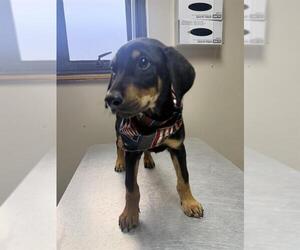 JACK - Male Doberman Pinscher-Unknown Mix Dog for Adoption - Photo #2