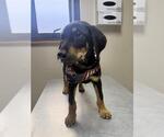 Small Photo #2 Doberman Pinscher-Unknown Mix Puppy For Sale in Redlands, CA, USA