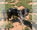 Small #1 Australian Shepherd Mix