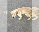 Puppy Lime Green Labrador Retriever