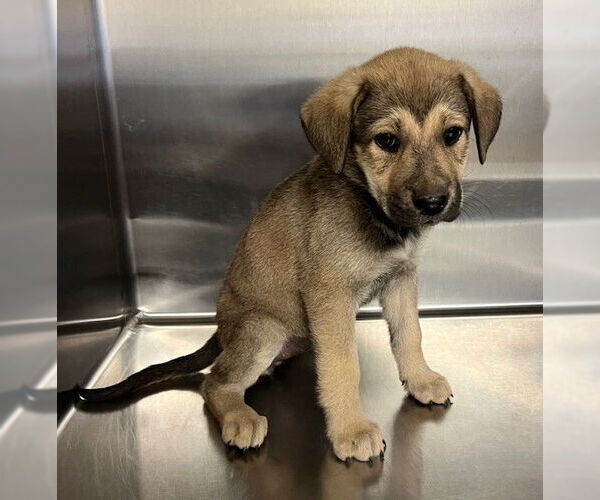 Medium Photo #1 Shepradors Puppy For Sale in Norco, CA, USA