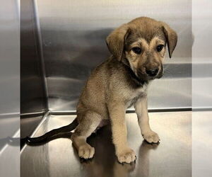 Shepradors Dogs for adoption in Norco, CA, USA