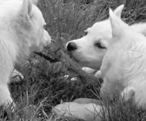 Siberian Husky Puppy for sale in BEEBE, AR, USA