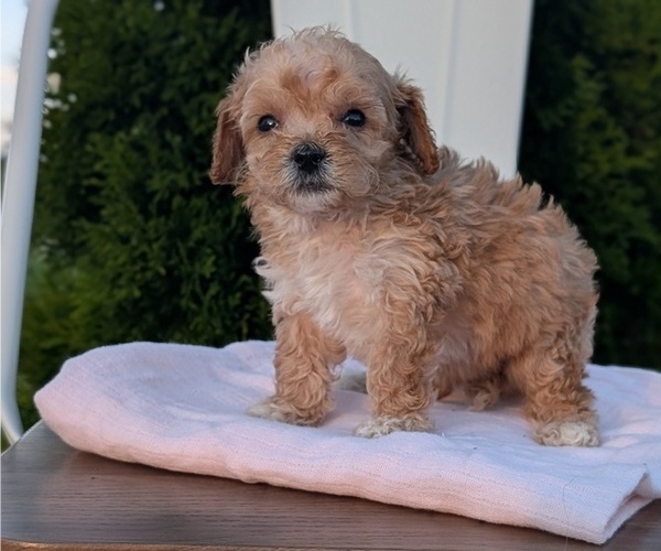 Medium Photo #49 Poodle (Miniature) Puppy For Sale in GOSHEN, IN, USA