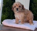 Small Photo #49 Poodle (Miniature) Puppy For Sale in GOSHEN, IN, USA