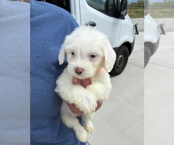 Medium Photo #3 Poodle (Miniature)-Unknown Mix Puppy For Sale in Lakewood, CO, USA